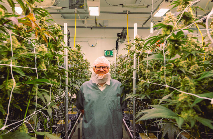 ‘I owe this plant everything’: Victoria cannabis pioneers share passion for cultivation and education