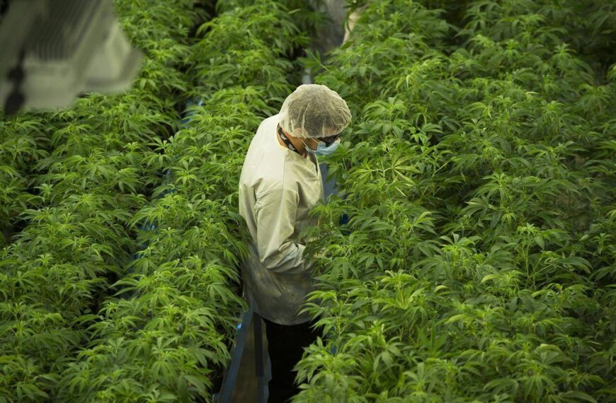 Canopy Growth reports $127.1M Q1 loss, revenue down from year ago