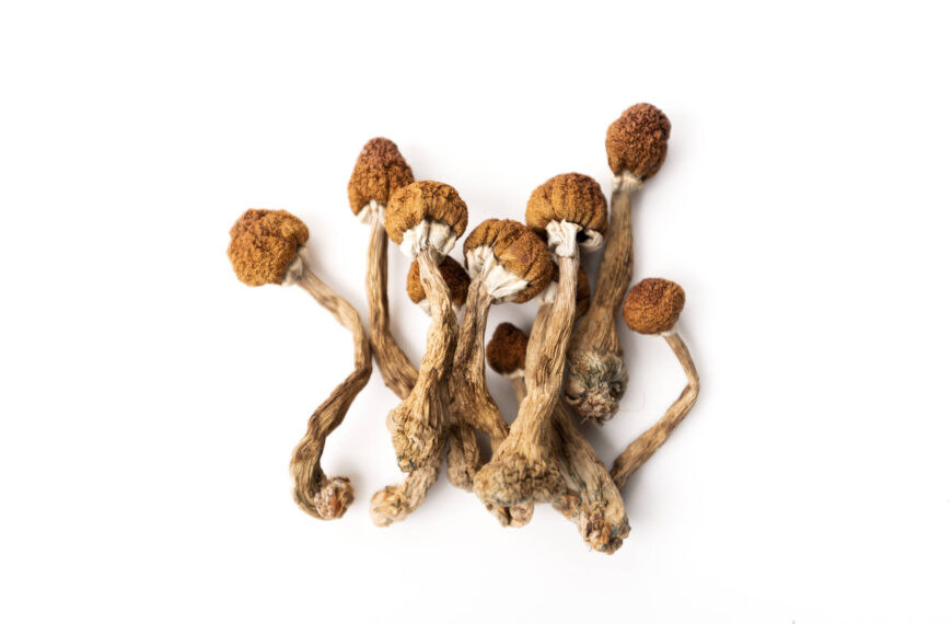 Quebec religion wants Health Canada’s blessing to use magic mushrooms in ceremonies