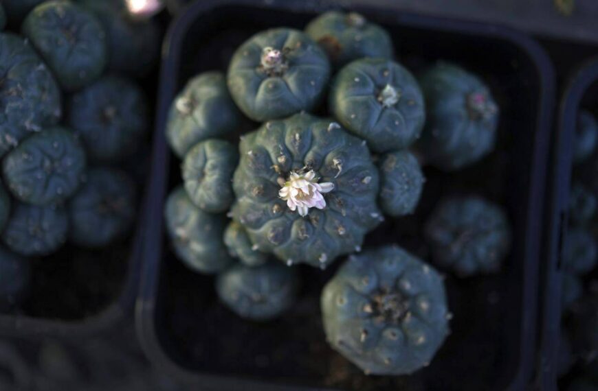 Peyote sacred to Native Americans threatened by psychedelic renaissance and development