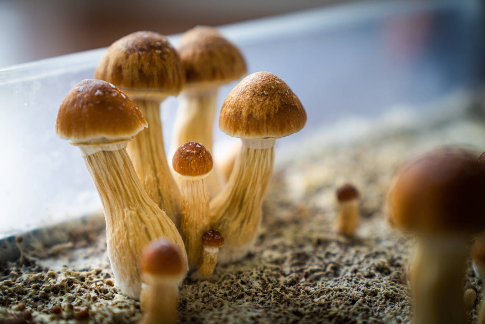 Tacoma is latest WA city to call for decriminalizing ‘magic mushrooms’